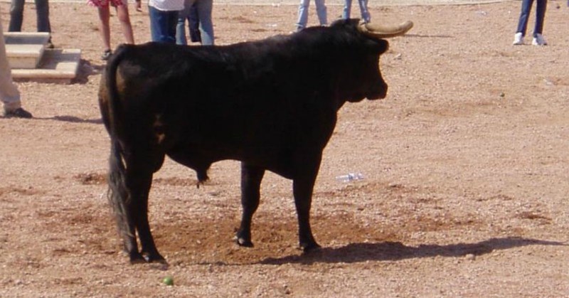 Bullock